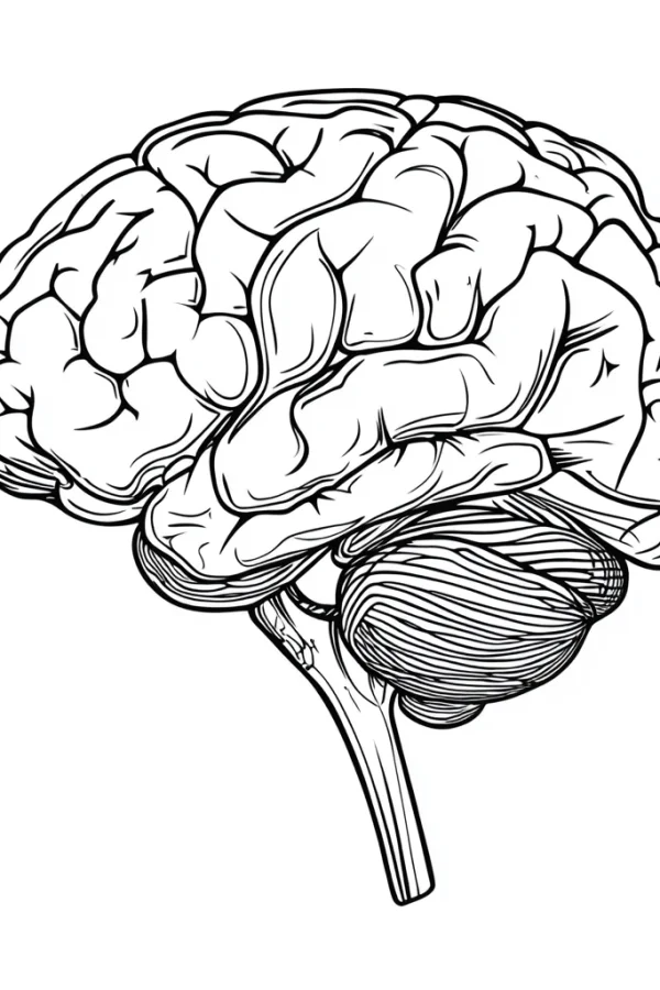 Human brain, realistic anatomical line art — free printable popular science coloring book page