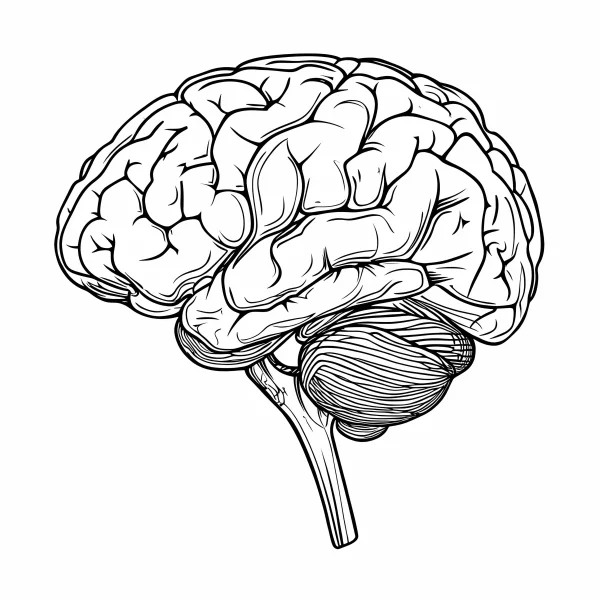 Realistic human brain, sketch art style — free printable human organs coloring book page