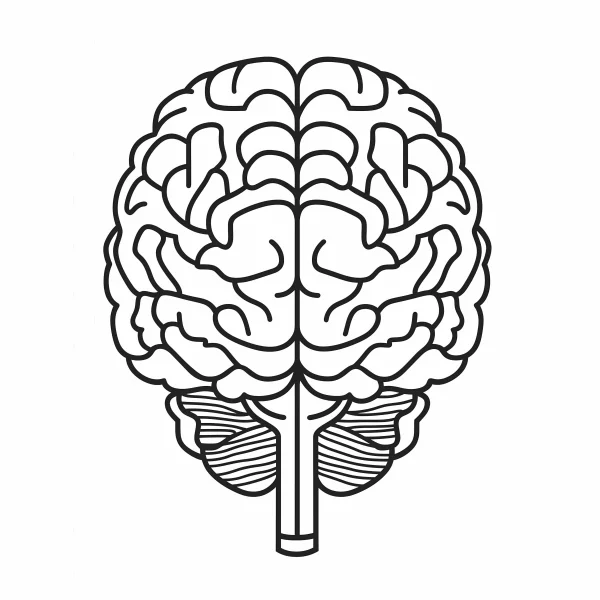 Human brain, realistic line art style — free printable human organs coloring book page